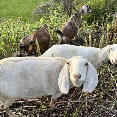 Two goats in a herd smiling happily eating invasive plants in a wide land.
