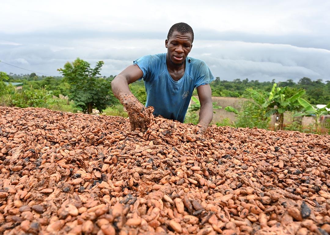 A cocoa farmer dries cocoa beans in the village of Satikran near Abengourou, eastern Ivory Coast.